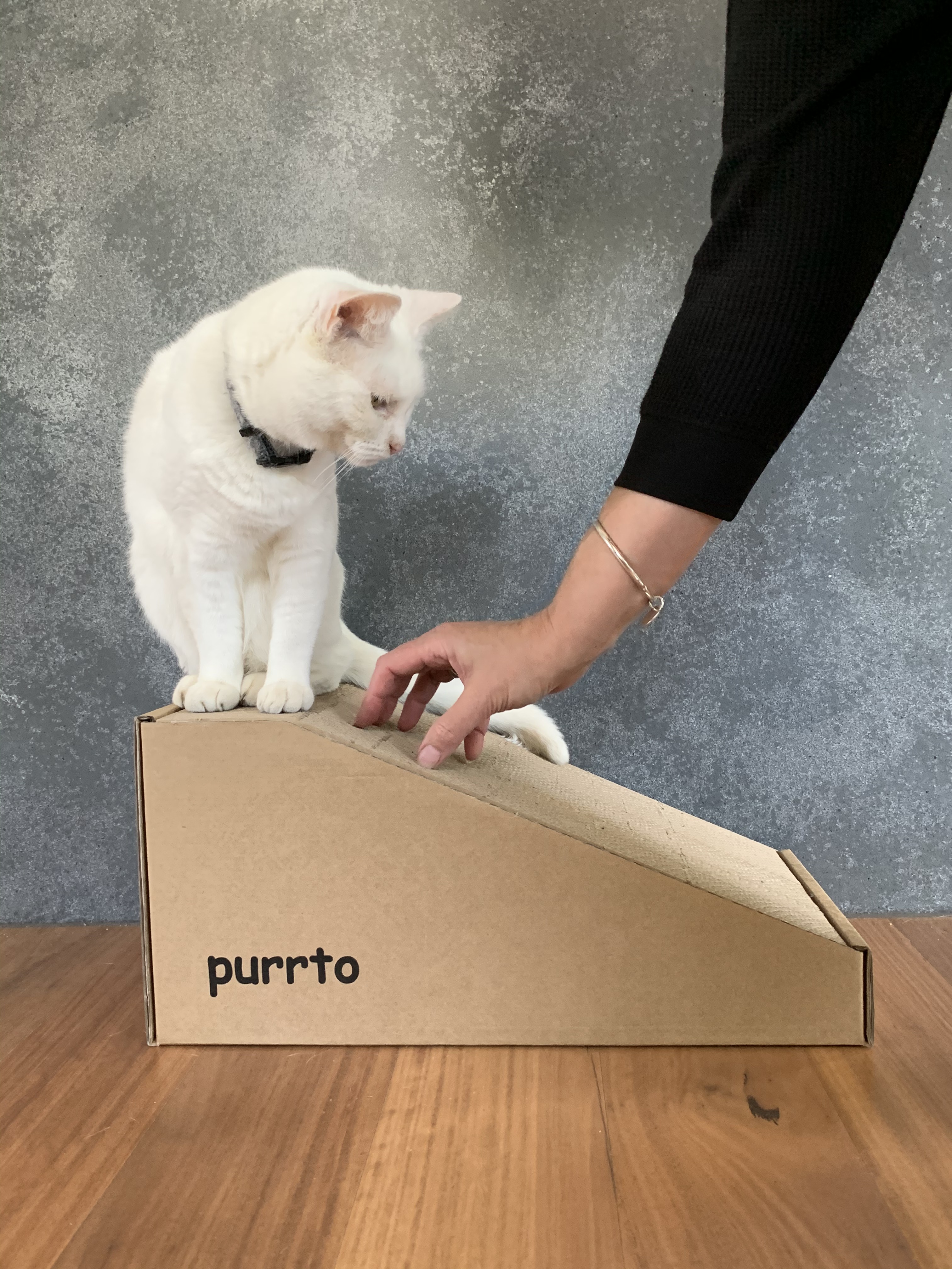White cat resting beside the purrto cardboard scratcher