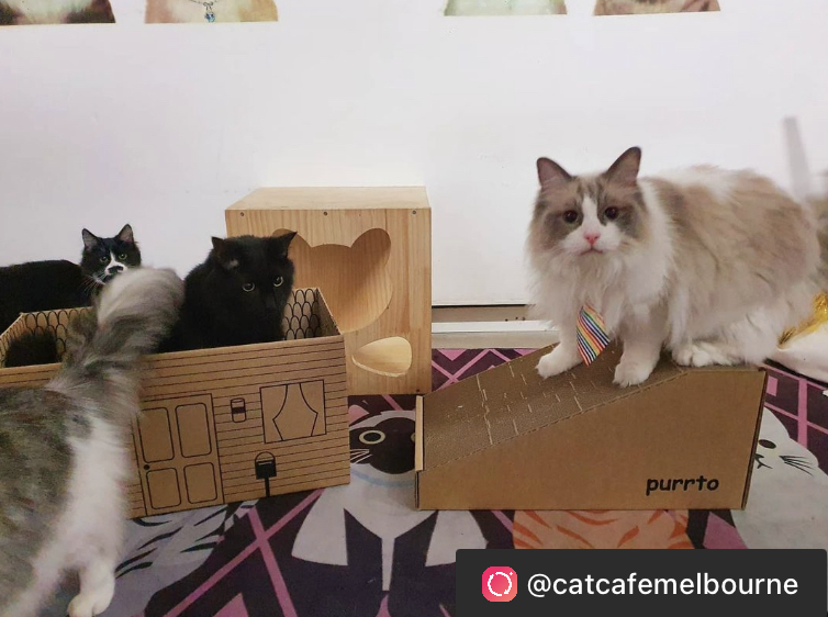 Fluffy cats playing with purrto scratchers in a Melbourne cat cafe