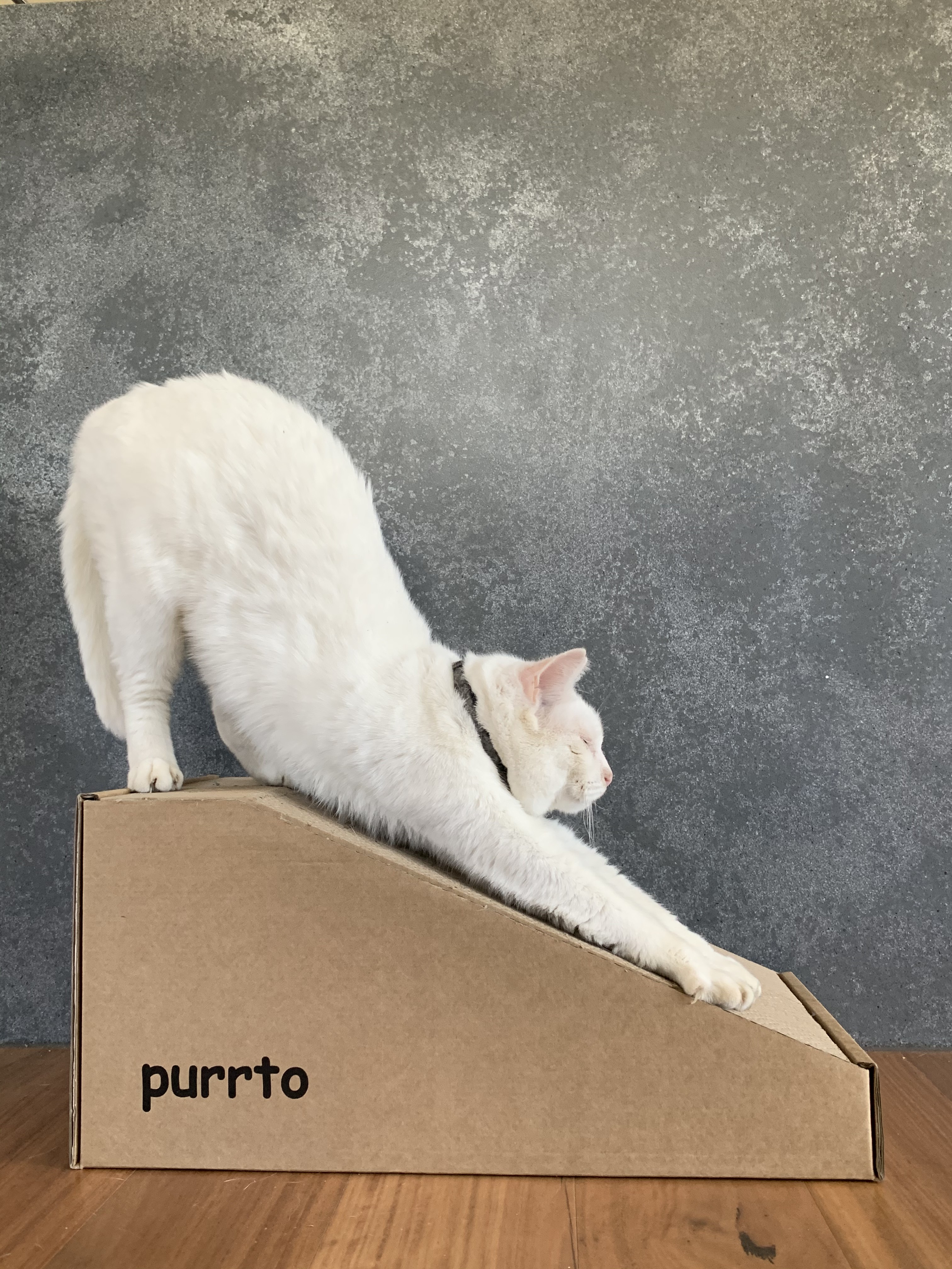 White cat doing a full-body stretch down the purrto cardboard scratcher ramp