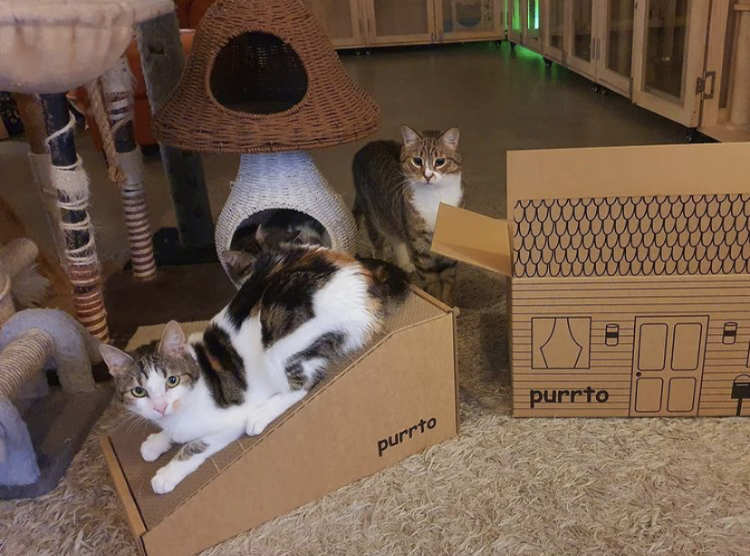 Calico cat lounging on a purrto scratcher next to the printed house box